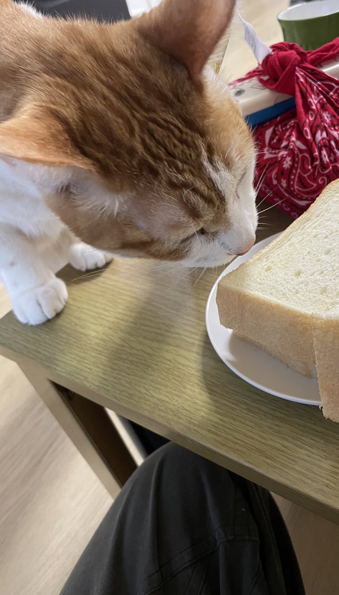 チャー坊 tweet media