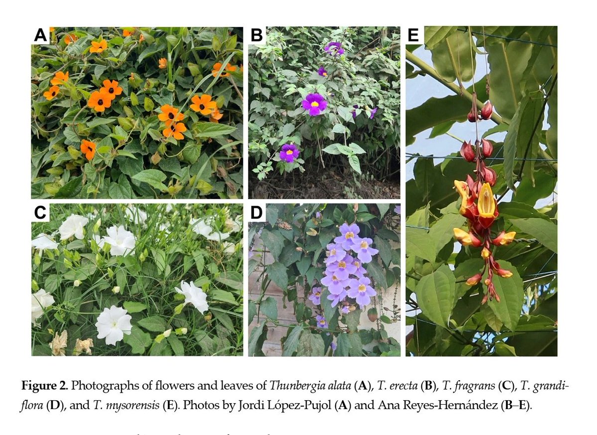 nora oleas tweet media