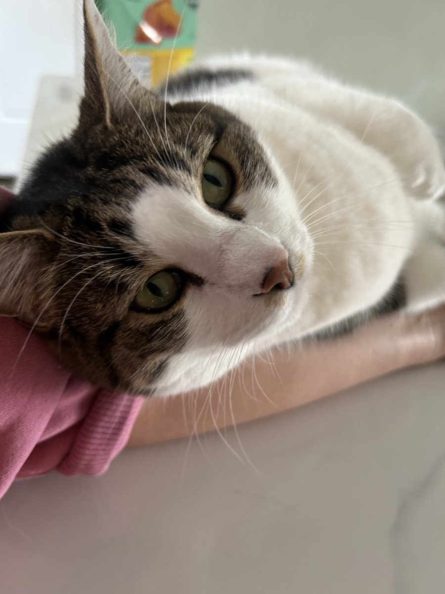 猫林の鬼🇺🇸ナースです tweet media