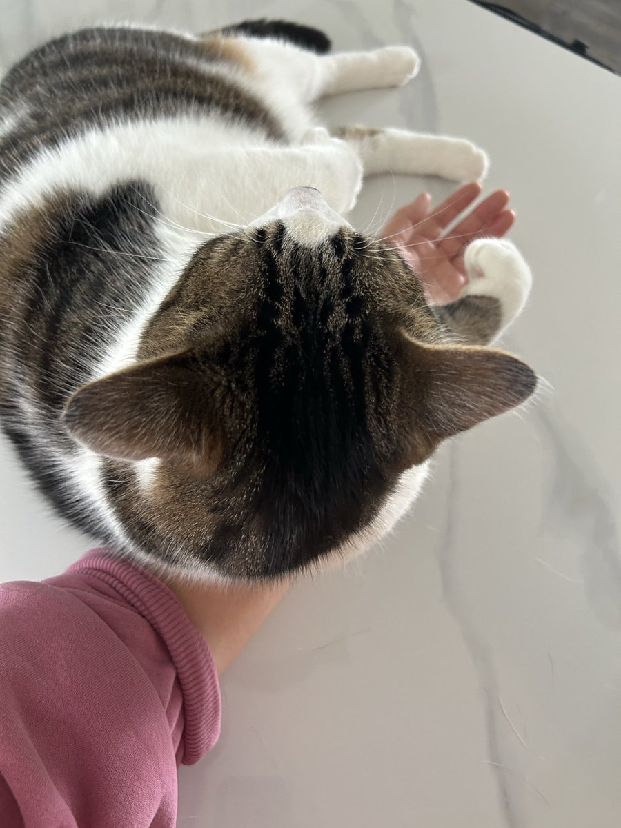 猫林の鬼🇺🇸ナースです tweet media