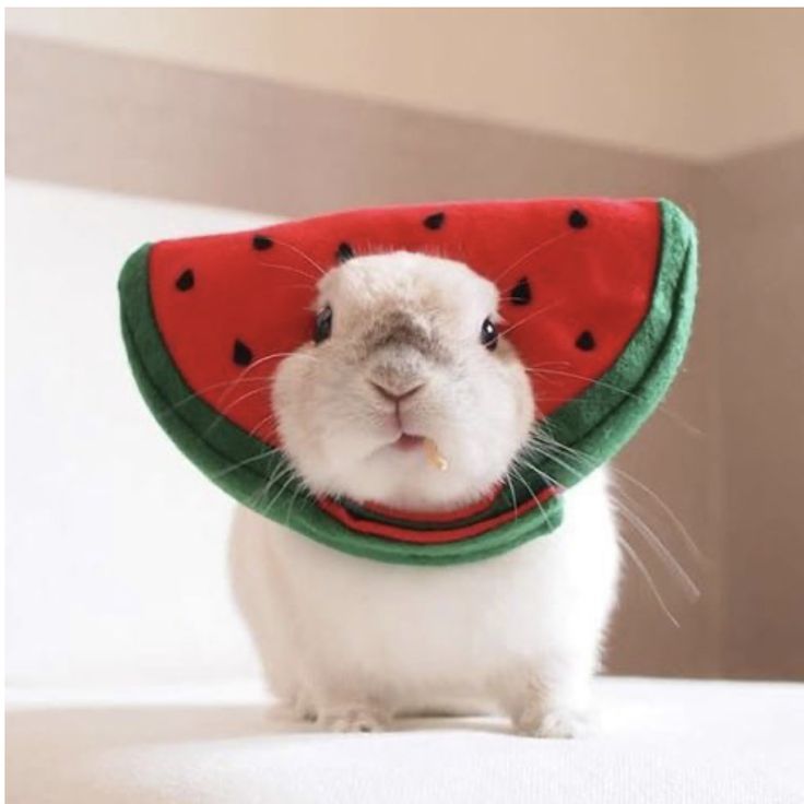 mimi ୨ৎ tweet media