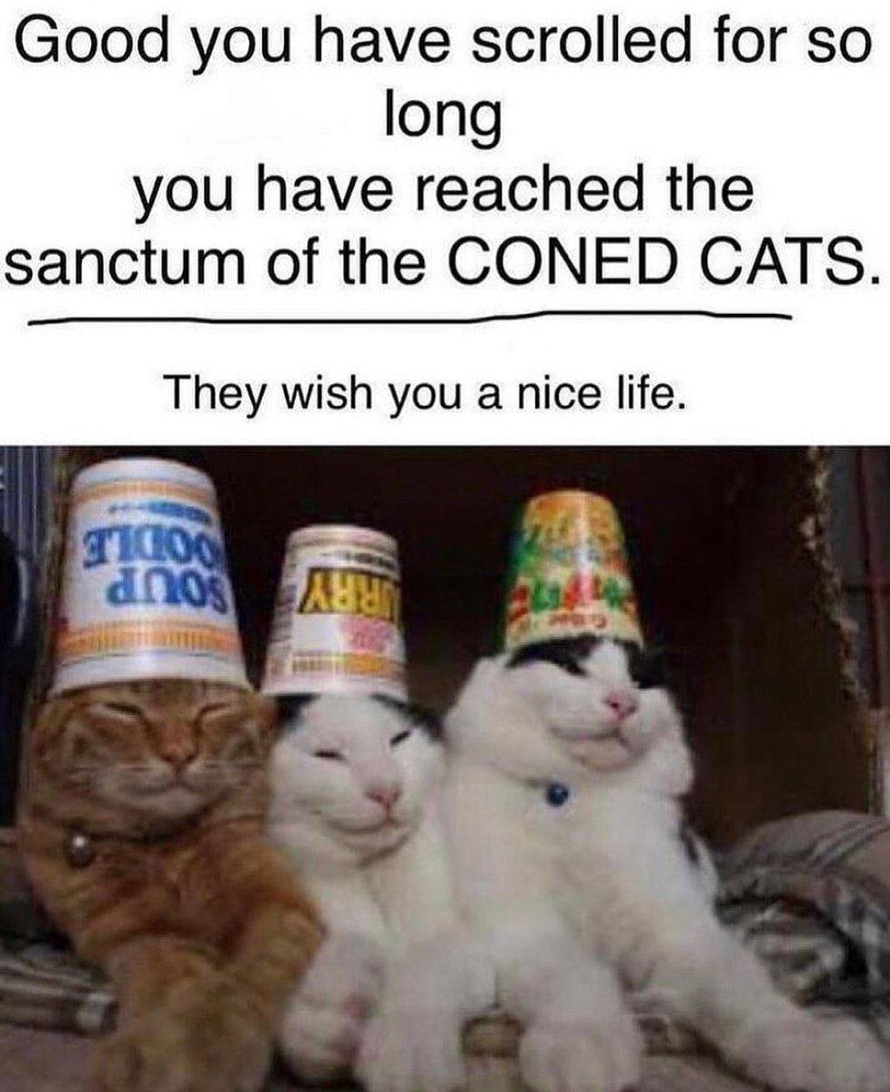 Punch Cat (@punchingcat) on Twitter photo 