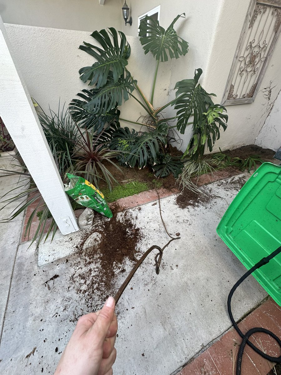 STAG ᛉ🥩🫍 @LVFC tweet media