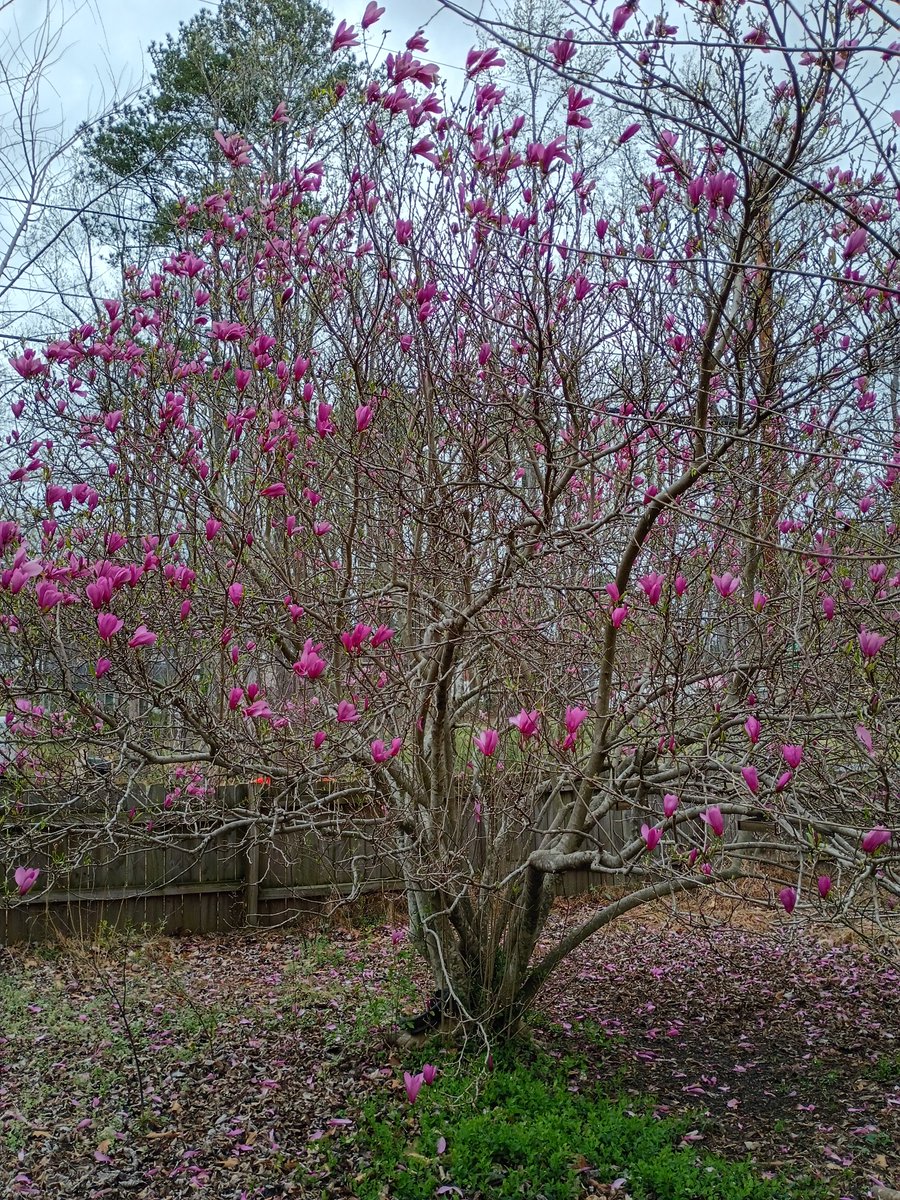 sean haugh tweet media