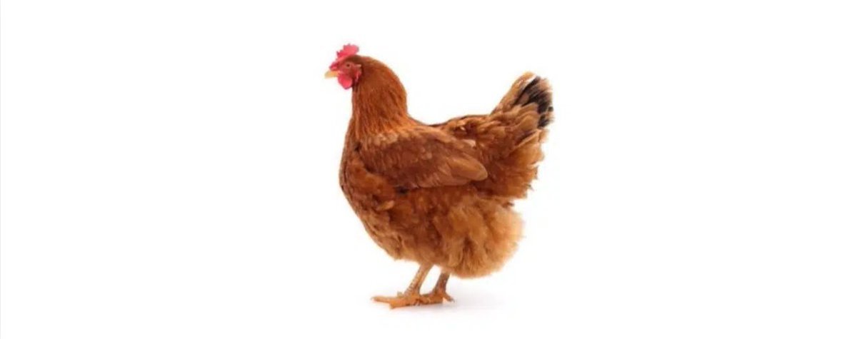 PixeETH's tweet photo. Remember the cow in crisis that ran to a few hundred thousand mc?  There's currently a new "Crisis Profile" BLOWING up on X right now and its easily the most viral out of them all "Chicken In Crisis" The chicken is way more viral than the cow with 5.1M views on this post in just a day