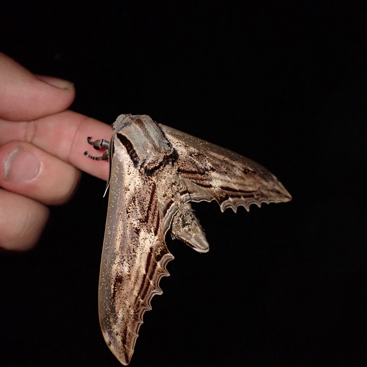 京都大学蛾類研究会 tweet media