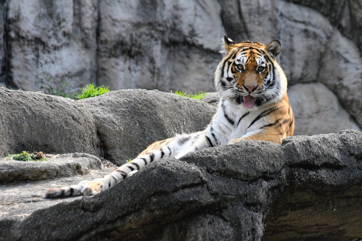 ん
べ😛

#浜松市動物園
#アムールトラ
#サーシャ