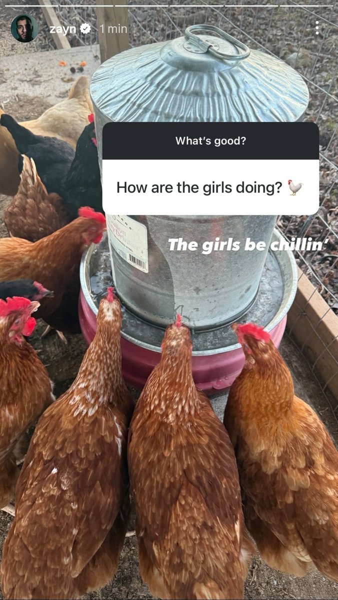 FAZENDEIRO! "Como estão as galinhas? 🐓

Zayn: As garotas estão relaxando