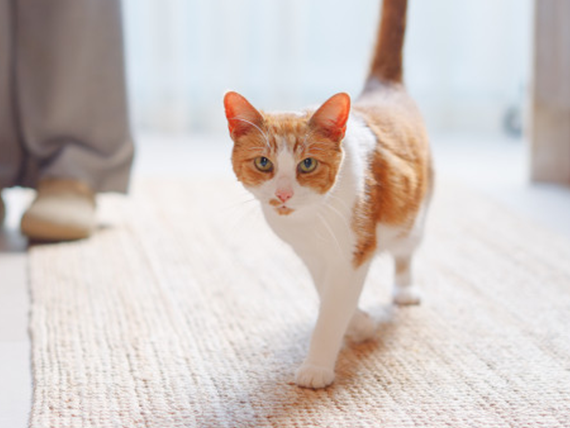 #5daygamers23 #5daygamers #charity #twitch #fundraising #StreamForCats justgiving.com/page/5daygamer…  We are currently at £100, our goal is £500. Please donate if you can or spread the word. Thank you