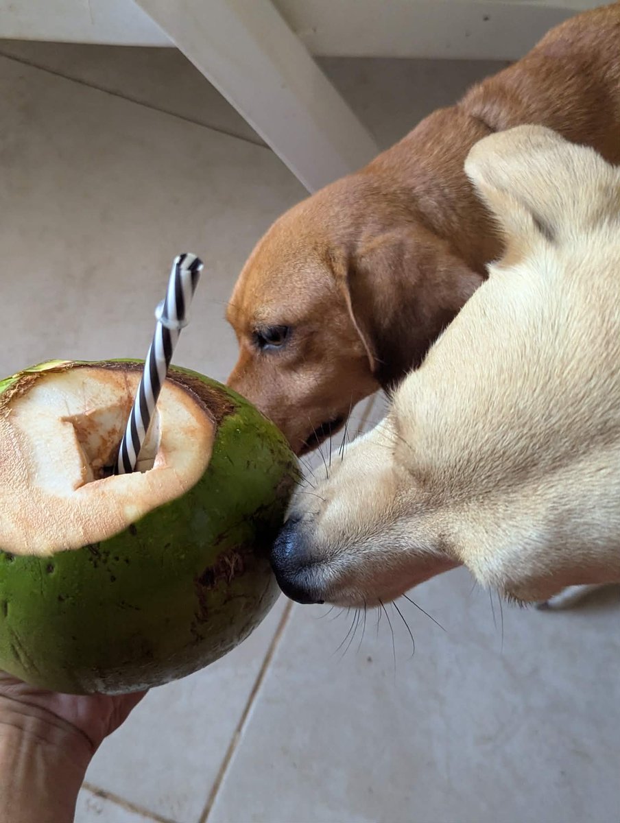 PMounou's tweet image. Eau de coco fraîche, à même le fruit! Divin! 

Les Mounous sont très curieux !

#coco #aguadecoco #perros