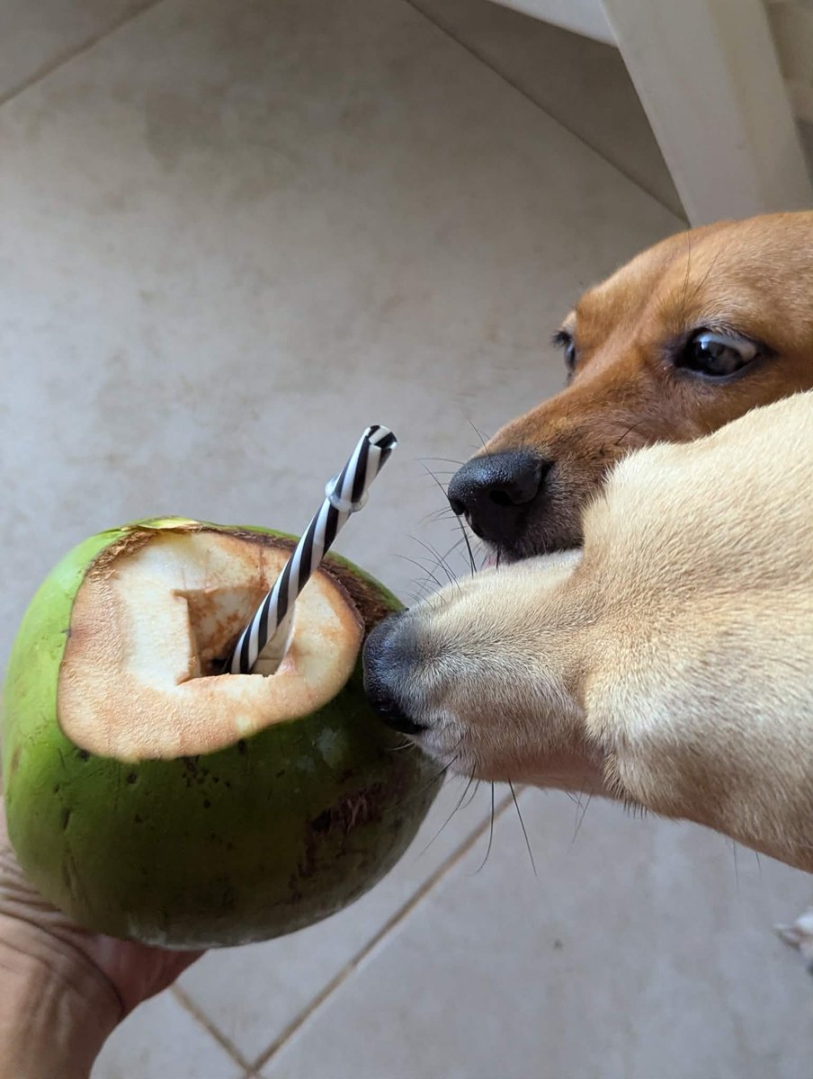 PMounou's tweet image. Eau de coco fraîche, à même le fruit! Divin! 

Les Mounous sont très curieux !

#coco #aguadecoco #perros