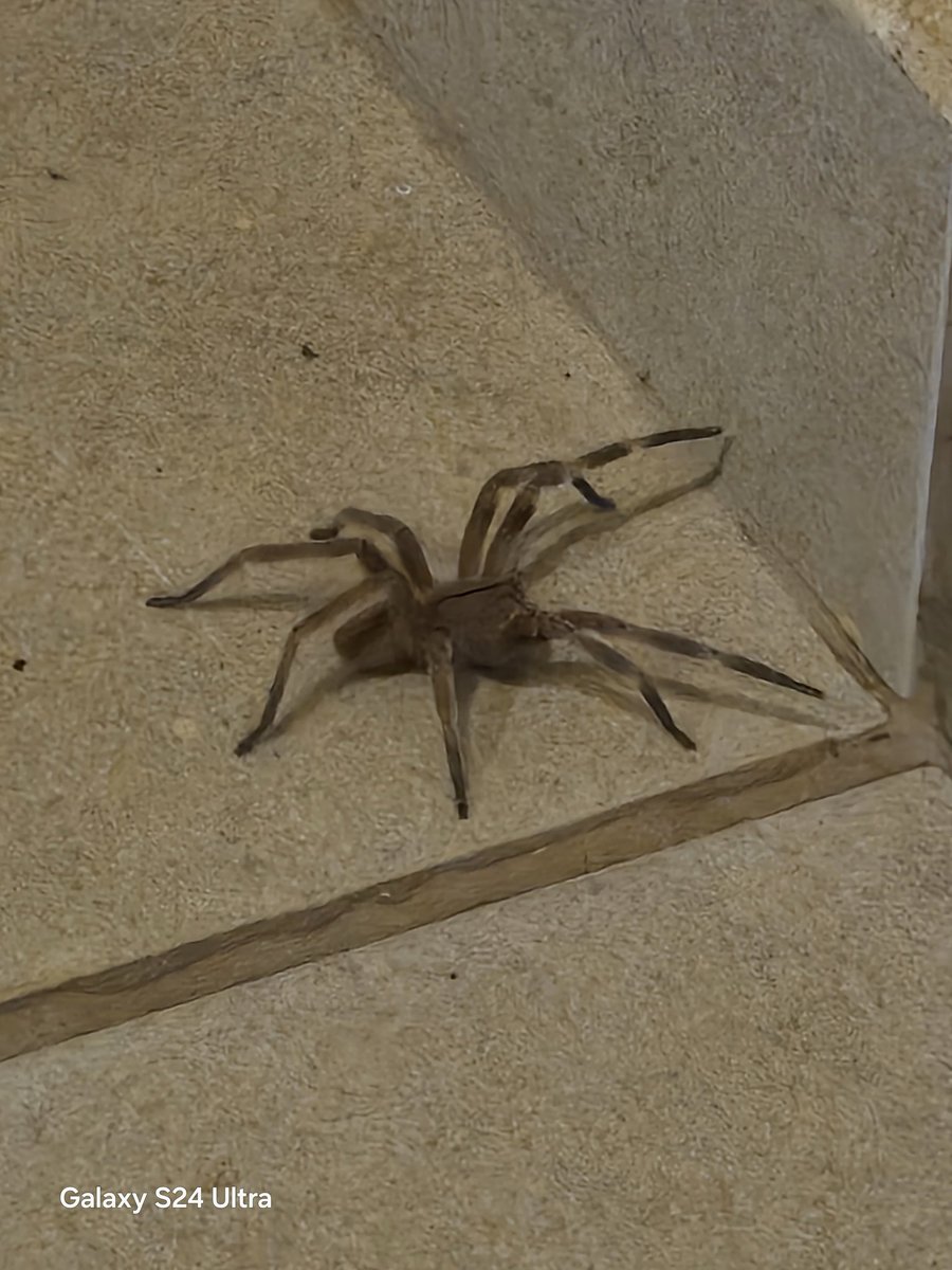 Ariela de Azevedo Peretti tweet media