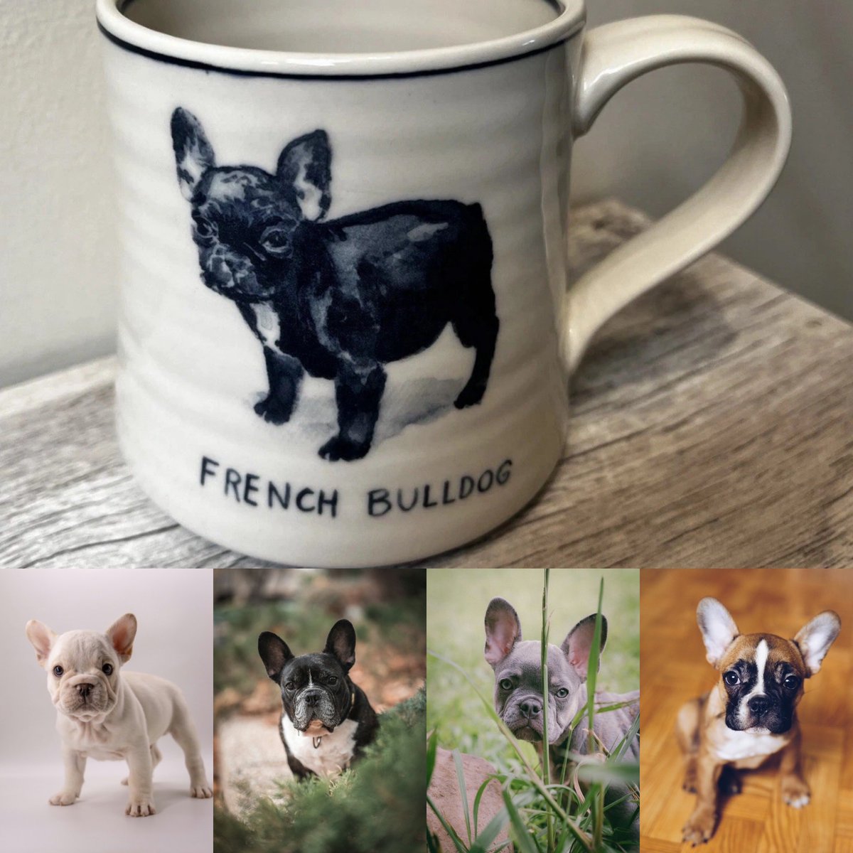 chelscups's tweet photo. Cheers to the pet owners.☕️

“Happiness is a warm puppy.” Charles Shultz

 “A cat purring on your lap is more healing than any drug in the world, as the vibrations you are receiving are of pure love and contentment.” 
St. Francis of Assisi 

#ChelsCups https://t.co/8tZkwFYrHI