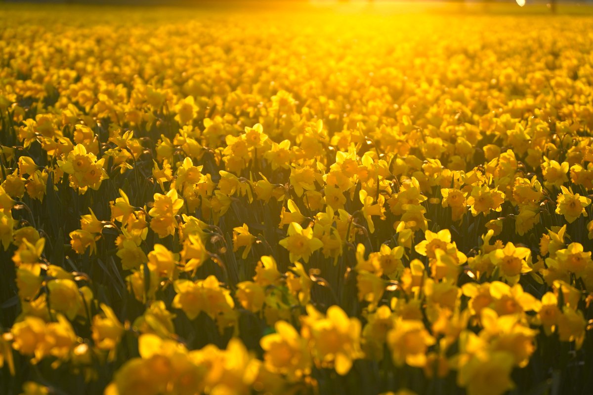 Jeannine Hall Gailey tweet media