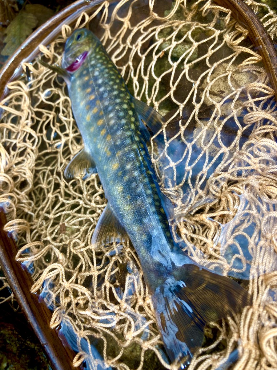 arousetrout's tweet photo. あんがちょイワナ

#trout #Cardinal3 #Ambassadeur2500C #渓流 #イワナ #釜無川水系 https://t.co/ei5ABNLODz