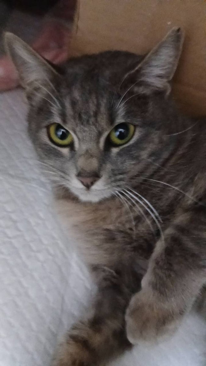 dadachi9's tweet photo. ハウスに住み着いていた子猫を保護して病院で検査ワクチンして一旦預かってもらっているのですが、たまに写真送ってくれます。

里親募集してますが、可愛すぎて自分で飼いたいくらいです。 https://t.co/qovJiXziKs