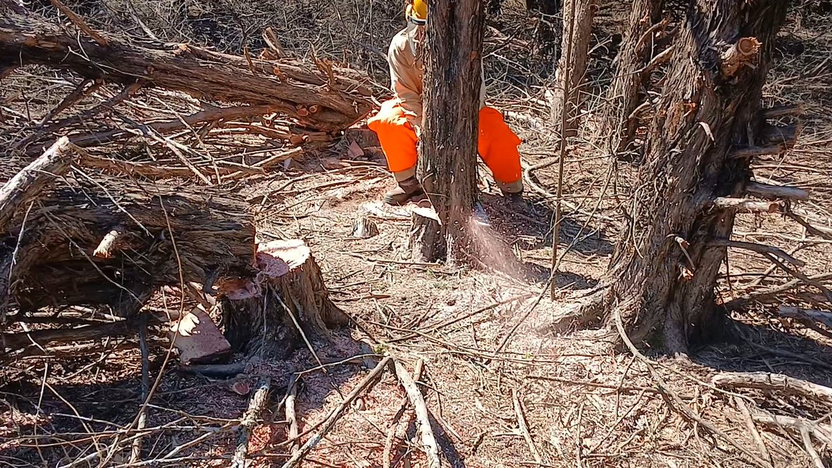 narrowayfarms's tweet photo. Timber! https://t.co/SDcLXyKt5I