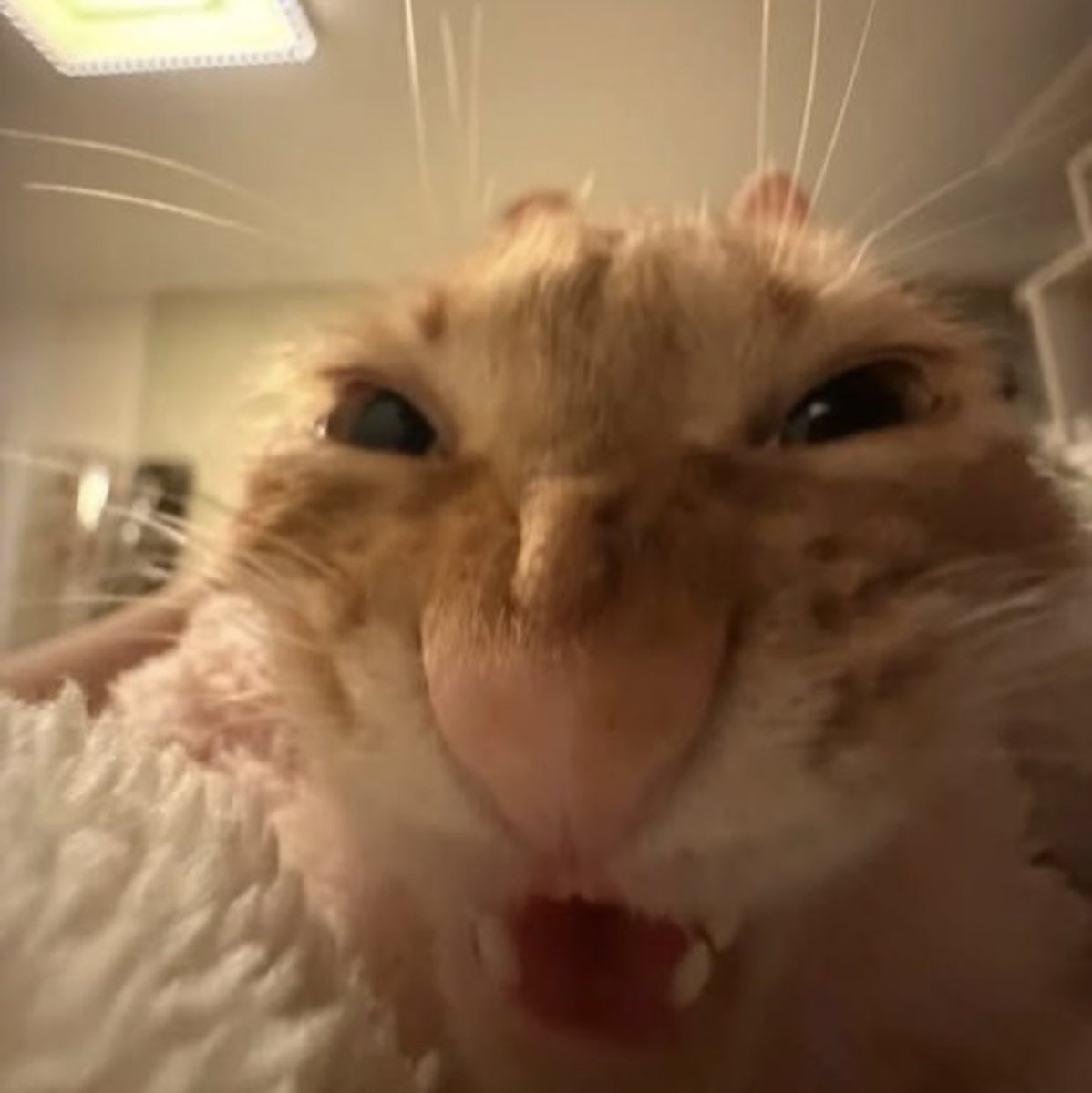 Gauthuss 🧛🌷 tweet media