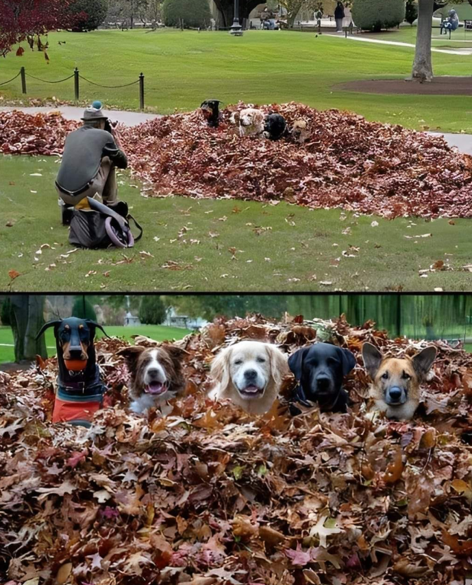 Tweets of Dogs tweet media