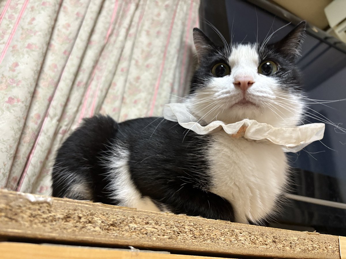 kojiro_sousaku's tweet photo. 半年前に戻りたい。
猫を逃したのは母親なのに、この半年間、家族は誰も迷子捜索の協力はしてくれず、「もう諦められ〜」と他人事のように言うのです。

ベトナム人が猫を食べるとか見るとそういうのに捕まってしまったのだろうかと苦しくなります。玉野市も岡山市もアパートはベトナム人多いですし… https://t.co/vimpEMYVPu