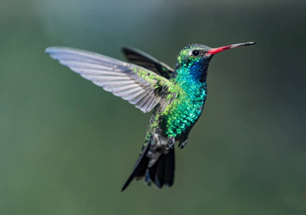 Enséñame de Ciencia tweet media