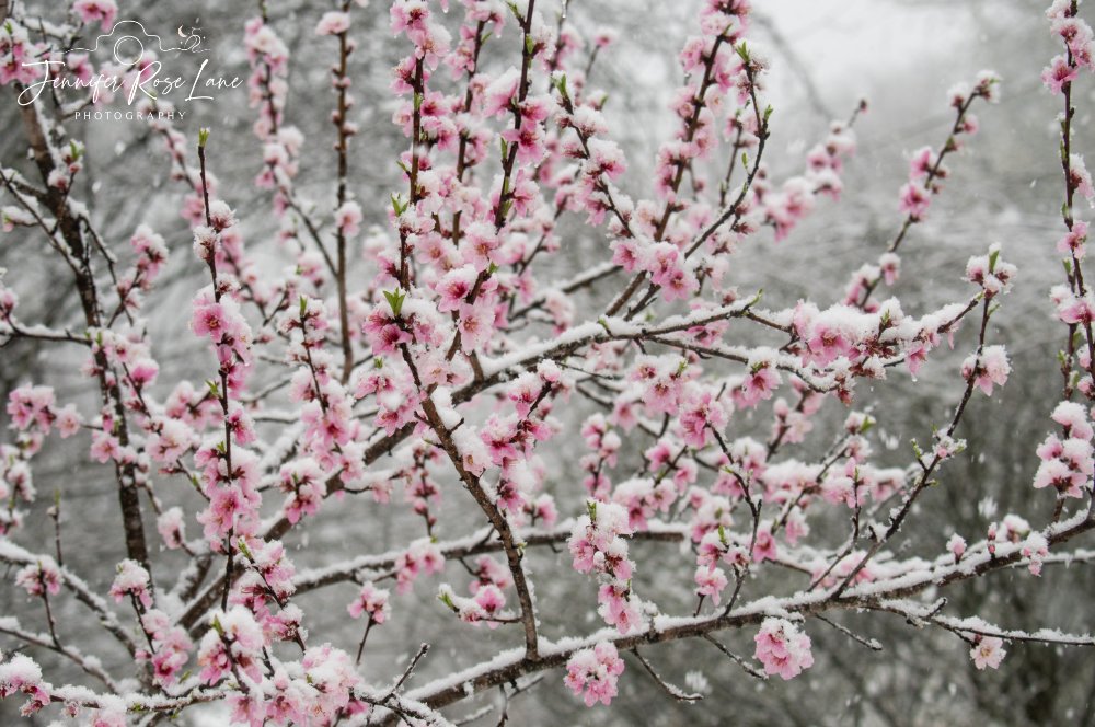 Jennifer Rose Lane tweet media