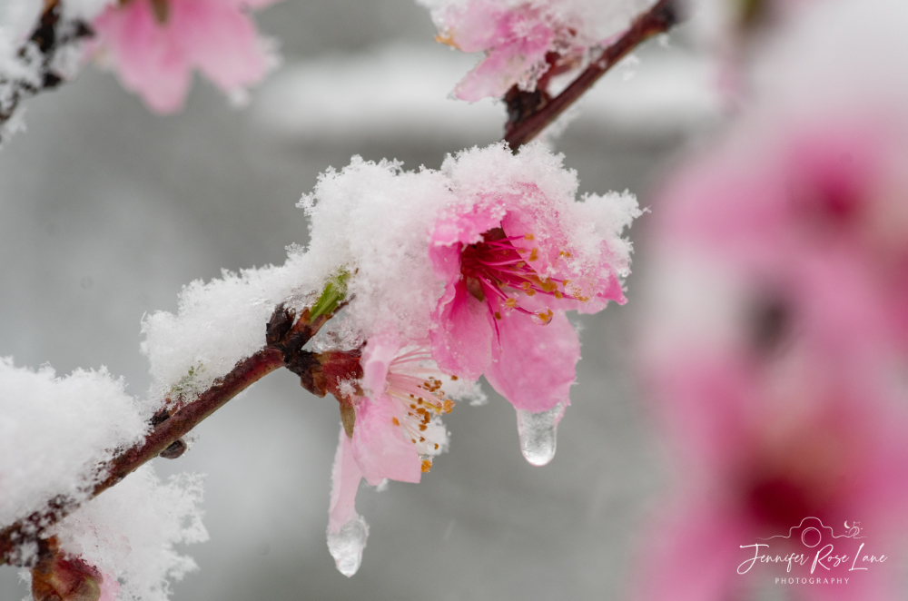 Jennifer Rose Lane tweet media