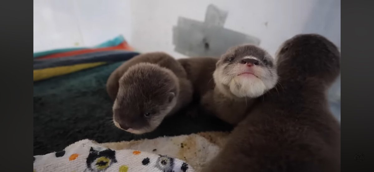 Clon4d's tweet photo. @swayzedotfun @gr3gor14n @SuperPawFashion Make cute viral animals great again https://t.co/gfeiXWGdMS