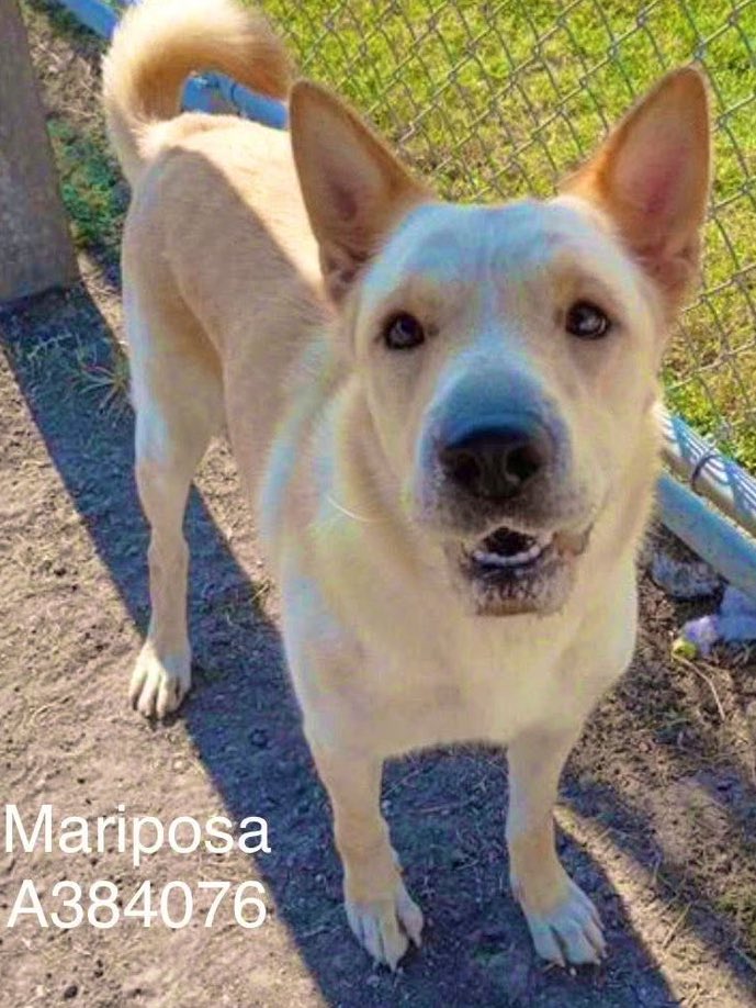 🆘💔🆘MARIPOSA 🆘💔🆘

You’re PLEADING for someone to SEE you, to LOVE you, to give you a chance!!! 💔

BUT- MARIPOSA’S OUT of time!!!! 😭🆘🙏🏽. LOW #pledges, and no offers to #foster… she needs a miracle!!! 

PLZ SOMEONE open your ♥️ and 🏡 for her!!! She doesn’t deserve to