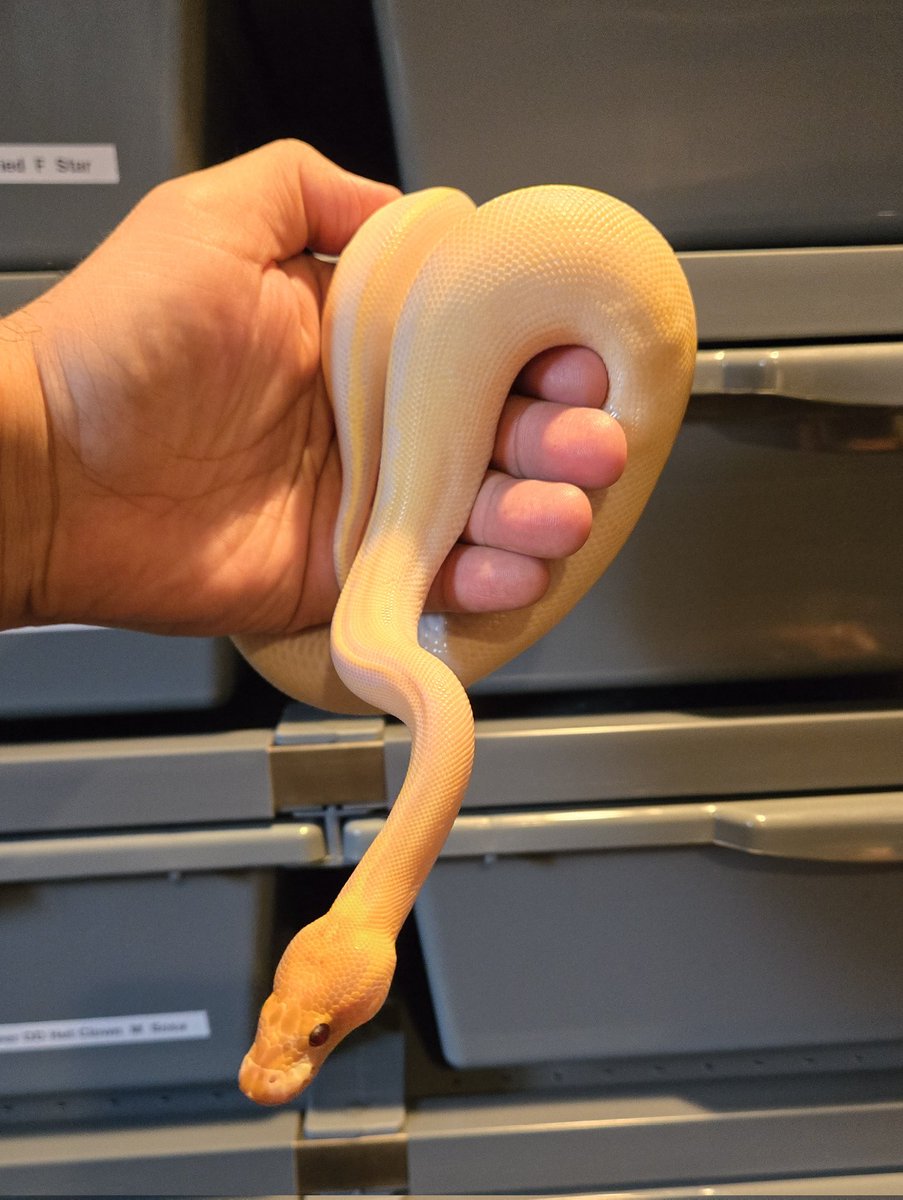 Champion Pythons tweet media