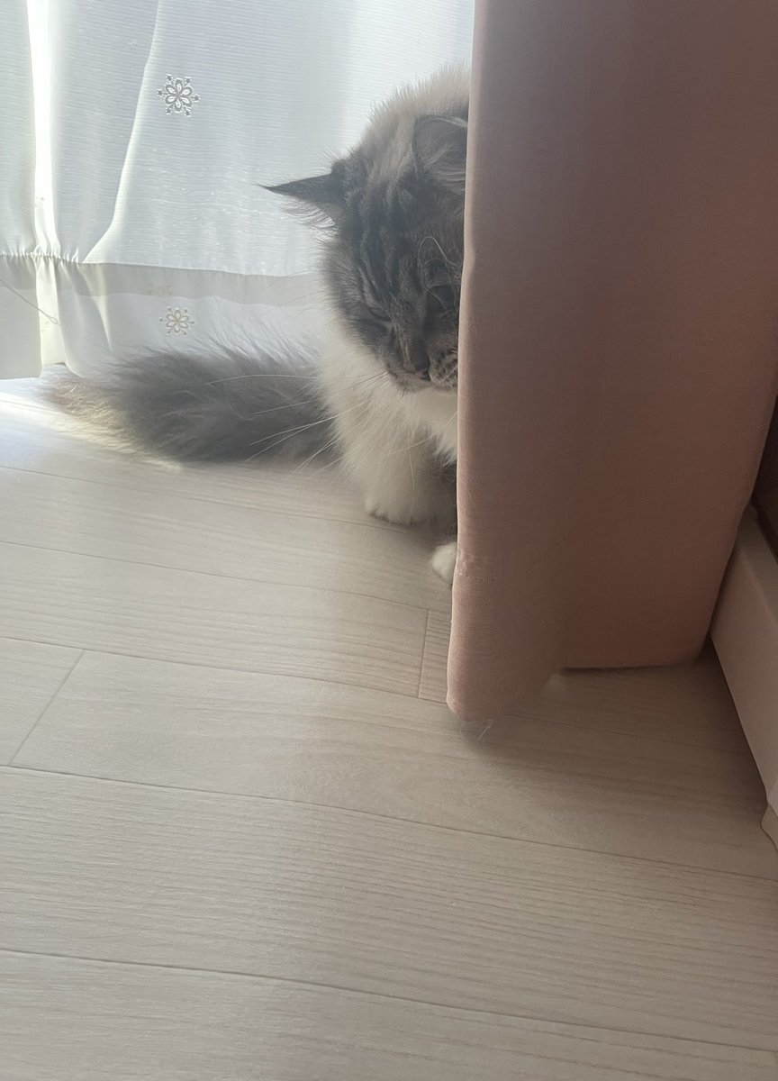 pito0925's tweet photo. 毎日恒例
朝の遊びの時間🐱
#猫 https://t.co/P86cywT34t