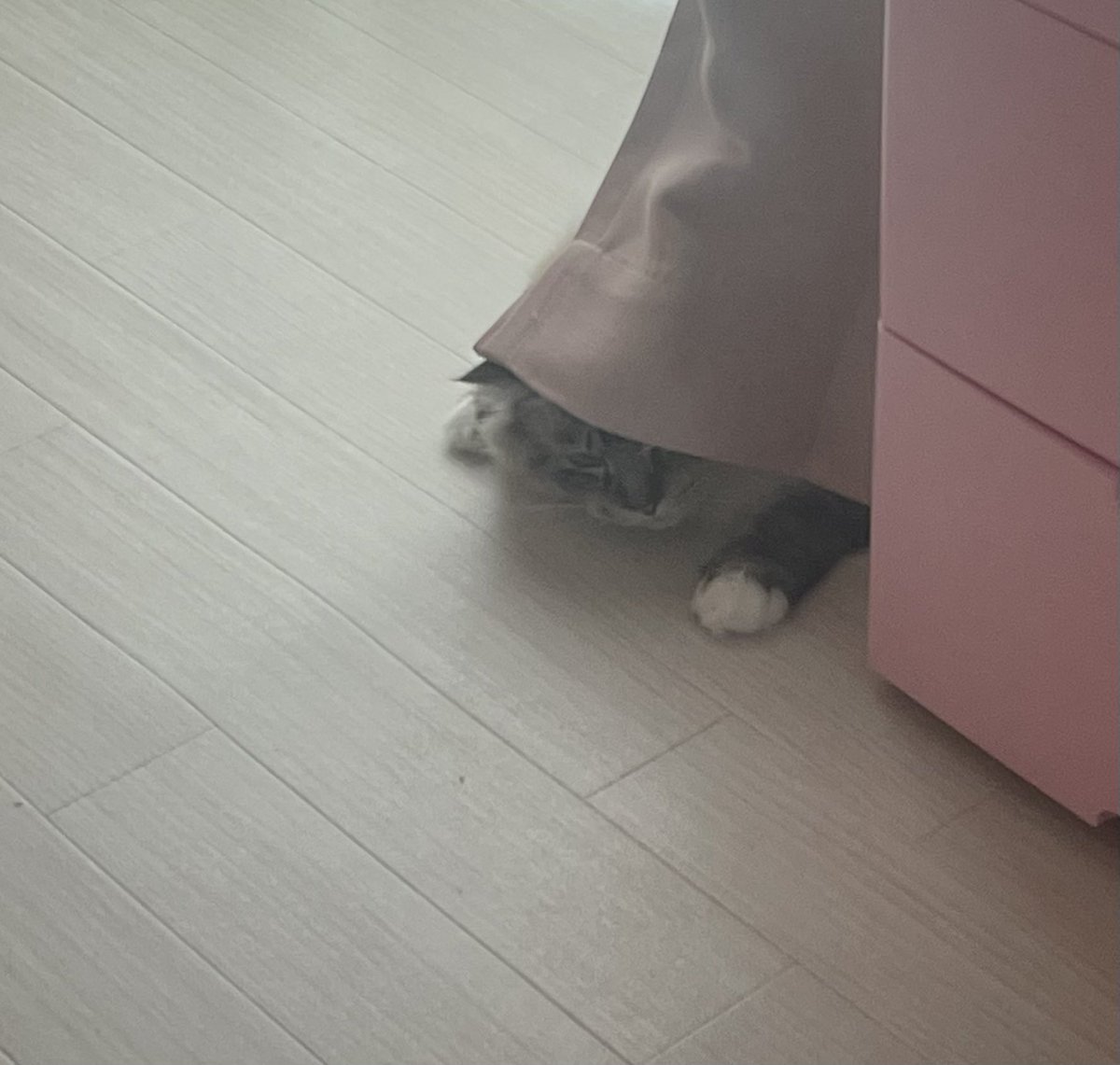 pito0925's tweet photo. 毎日恒例
朝の遊びの時間🐱
#猫 https://t.co/P86cywT34t