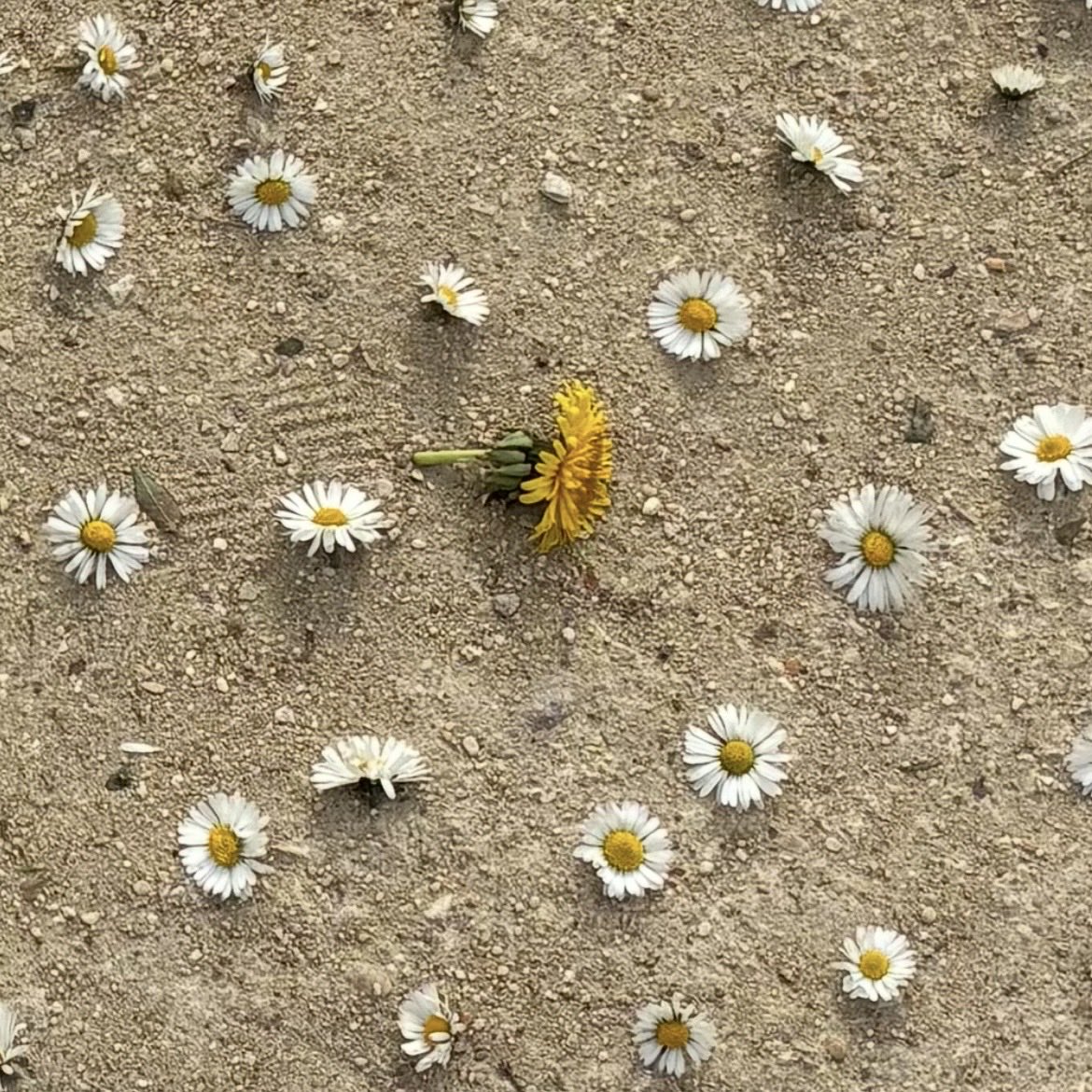 Brigitte Fleurot tweet media