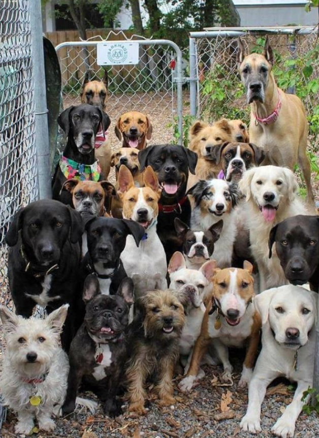 Best in Dogs tweet media