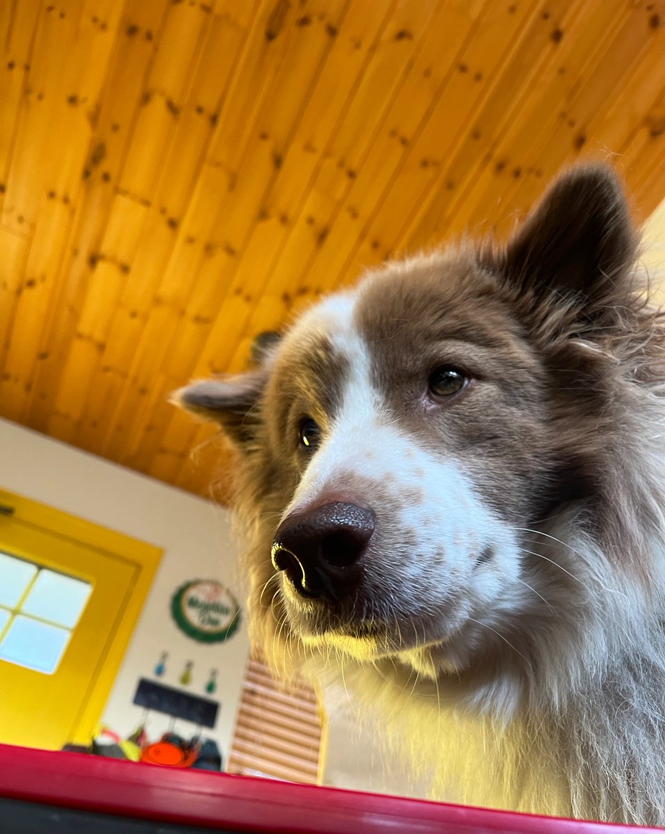 それなりにでかいもふもふのかわいいいぬ