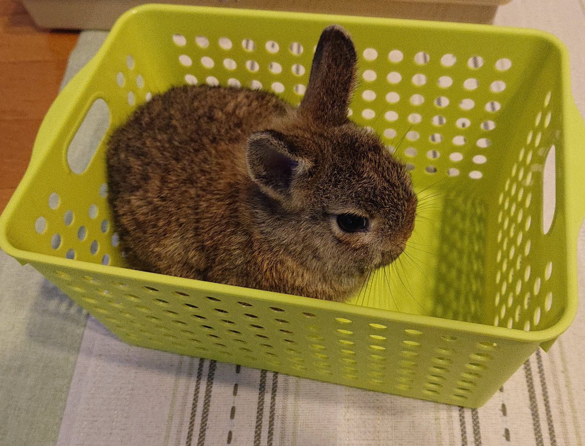 マナティ tweet media