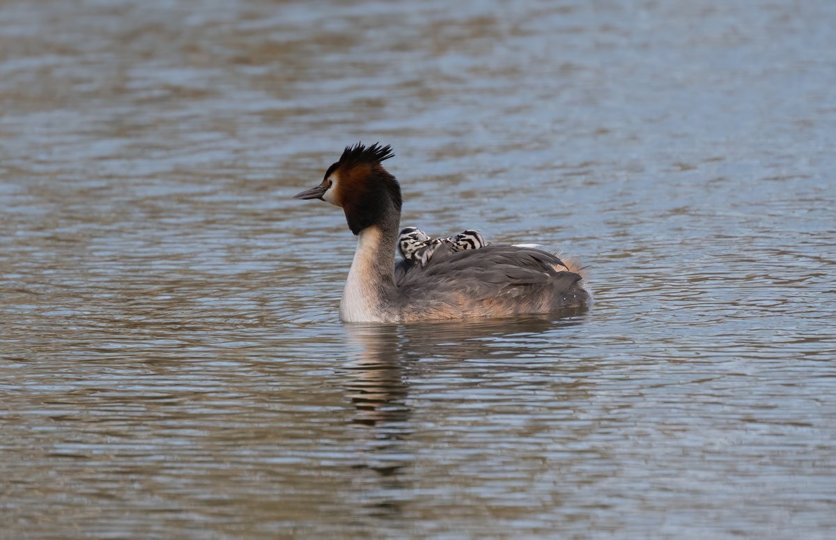 david alan bird tweet media