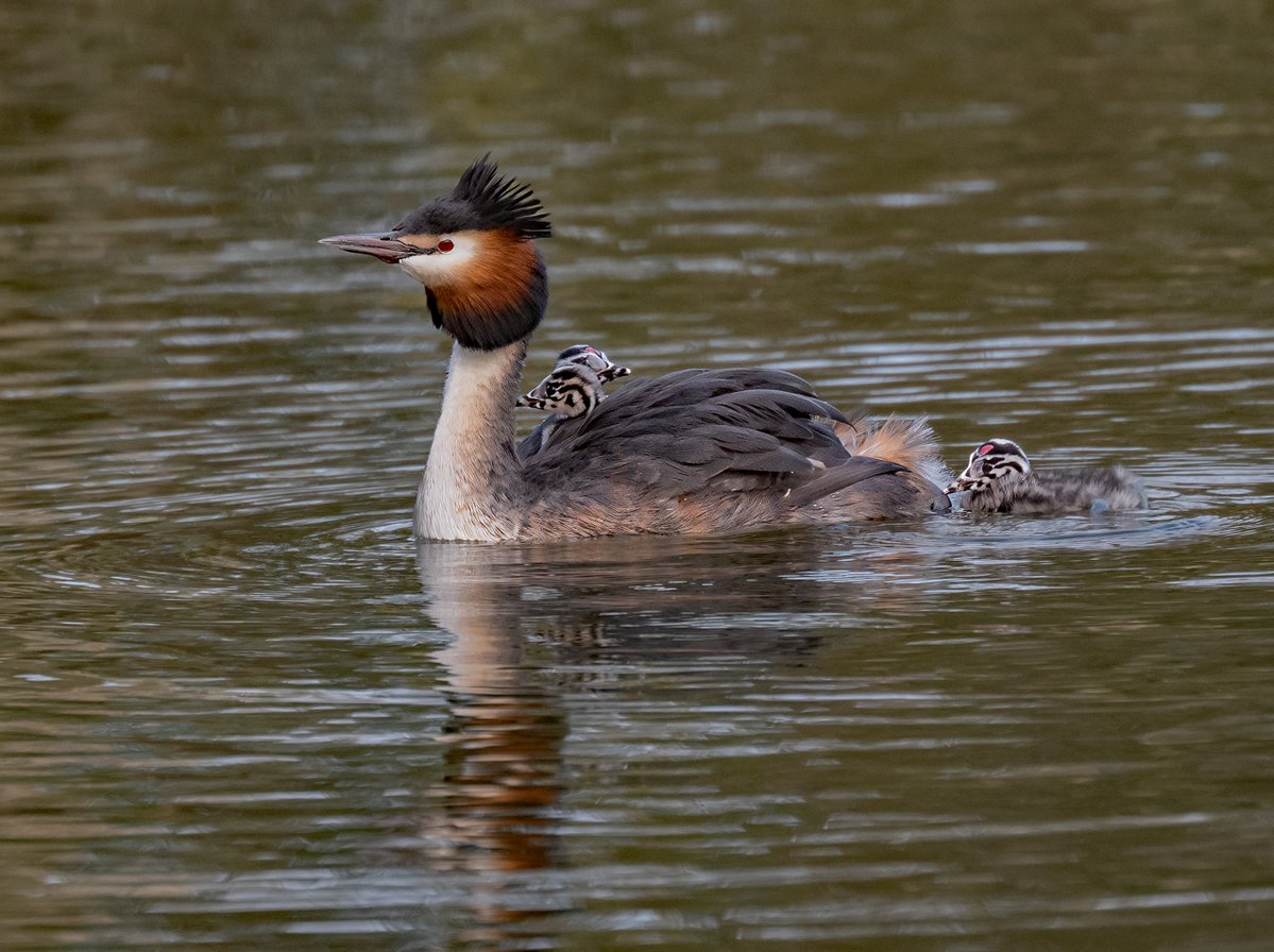 david alan bird tweet media