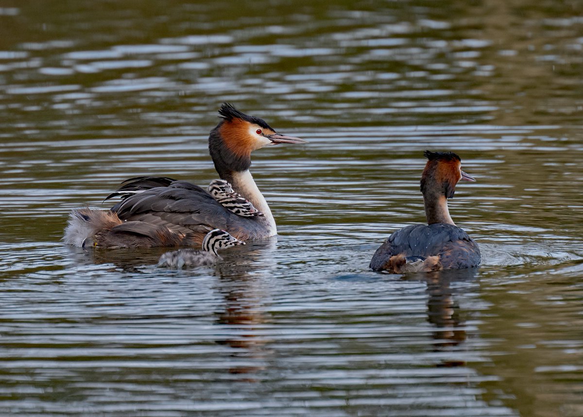 david alan bird tweet media