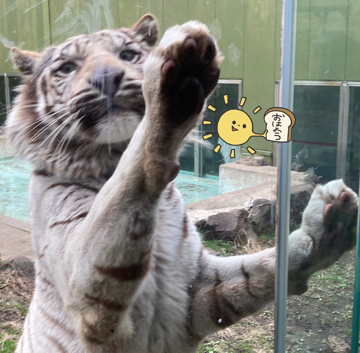 sFit287O4o55606's tweet image. ナイトゥパパでおっはー👐🌾✨

朝からカッコいいナイトゥ😍💕
今日からお仕事❣️
えぃえぃガォー✊🐯🌾✨

2026.3.13
#伊豆アニマルキングダム
#ナイト　#ツキシグパパ
#シロップ夫