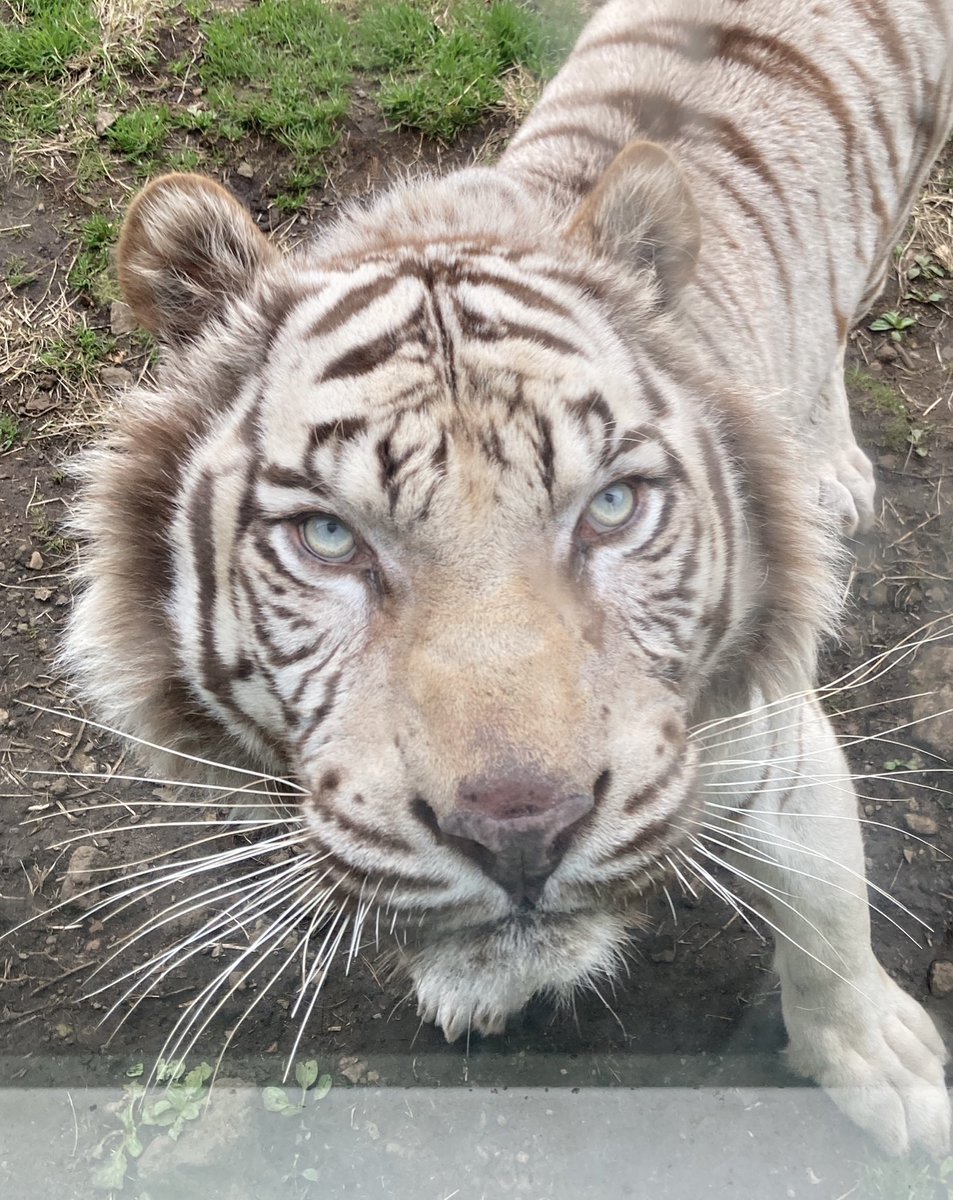 sFit287O4o55606's tweet image. ナイトゥパパでおっはー👐🌾✨

朝からカッコいいナイトゥ😍💕
今日からお仕事❣️
えぃえぃガォー✊🐯🌾✨

2026.3.13
#伊豆アニマルキングダム
#ナイト　#ツキシグパパ
#シロップ夫