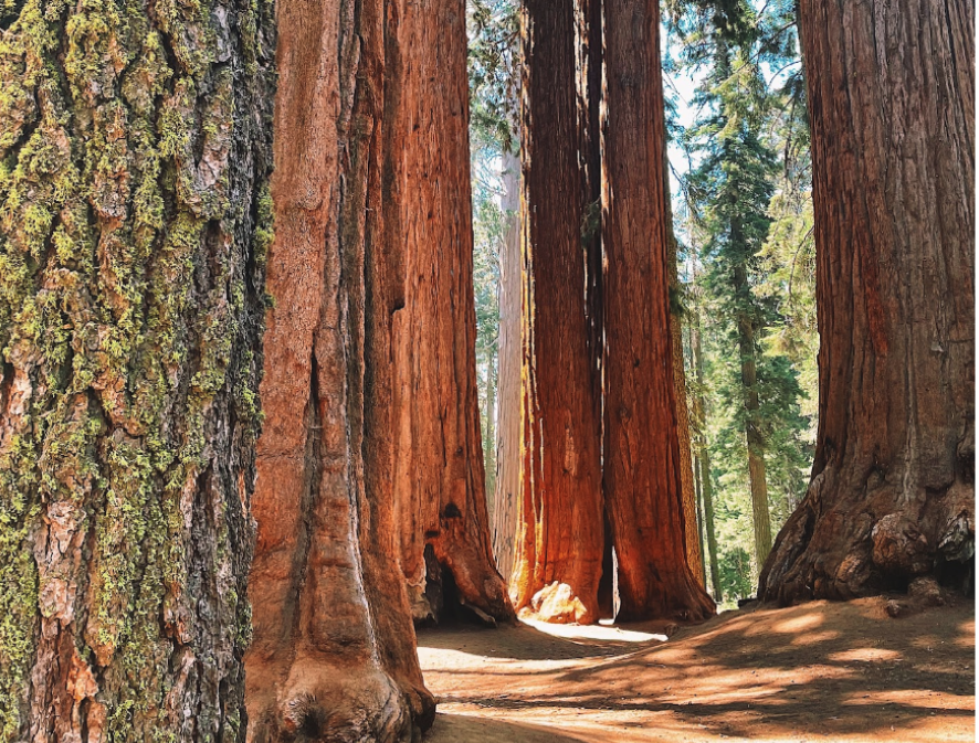 Megafire Action tweet media