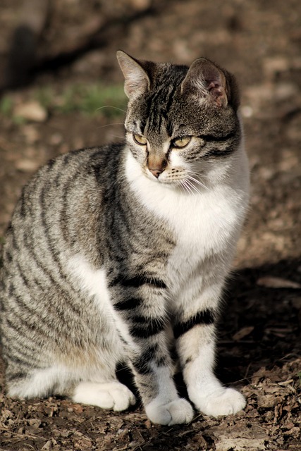 りく れん tweet media