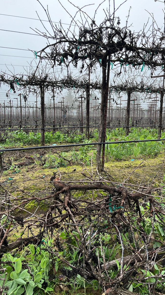 United Farm Workers tweet media