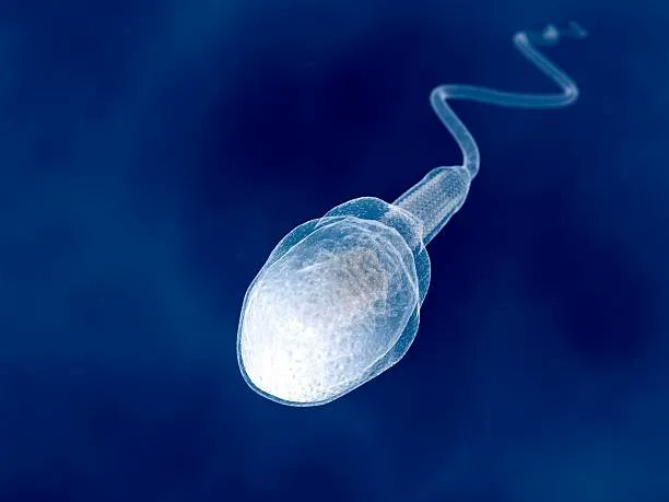 𝔟𝔬𝔫𝔤𝔩𝔬 tweet media