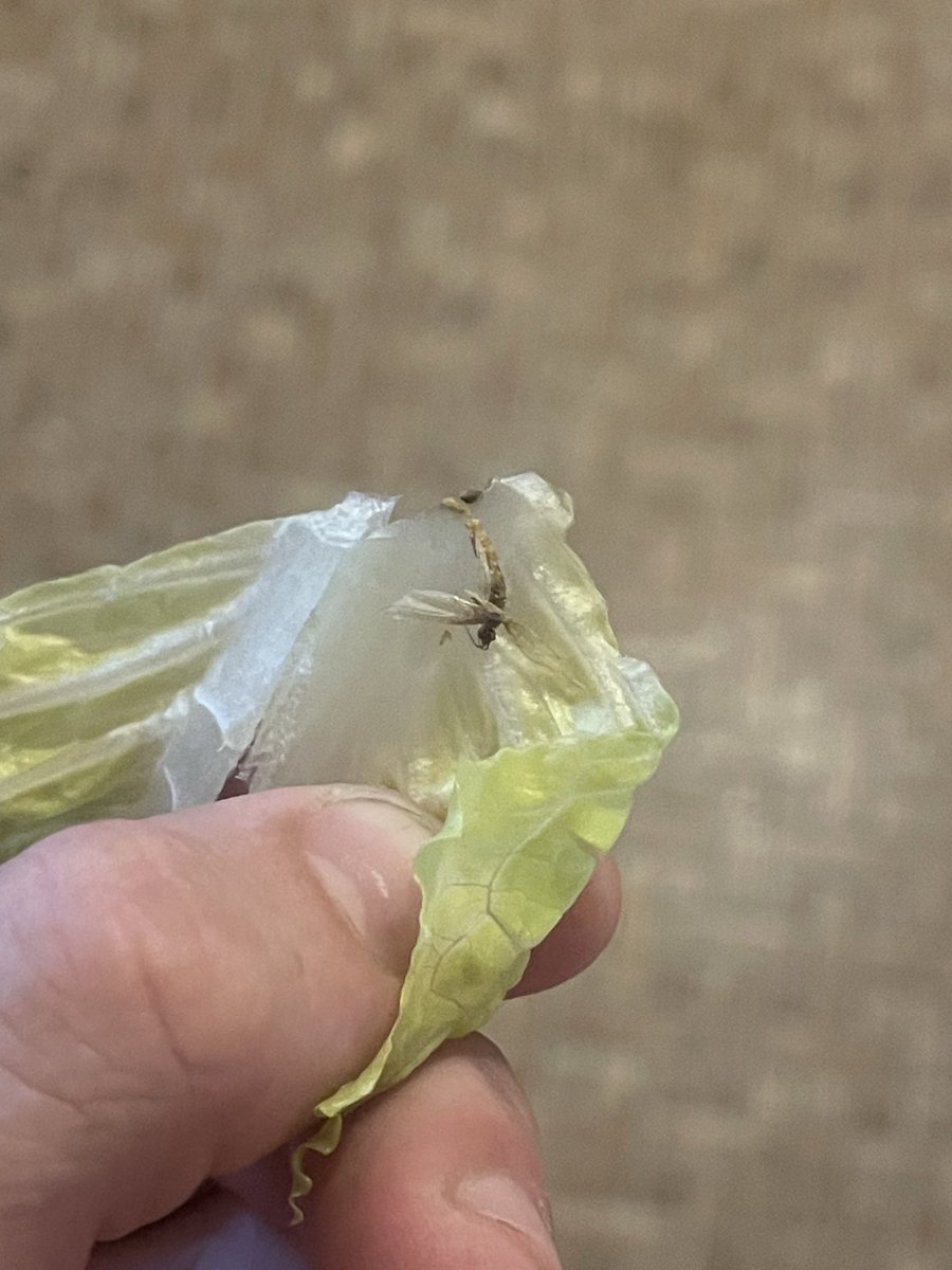 RemitheBull tweet media