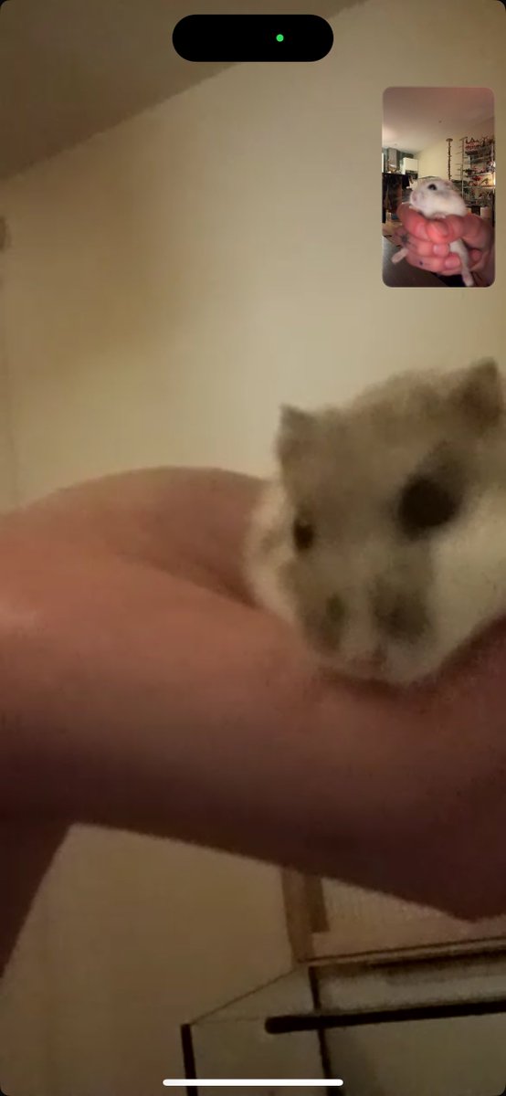 𝑨𝒎𝒆𝒕𝒉𝒚𝒔𝒕 (pigeon girl) 🐦 𖦹⭒°｡⋆ tweet media