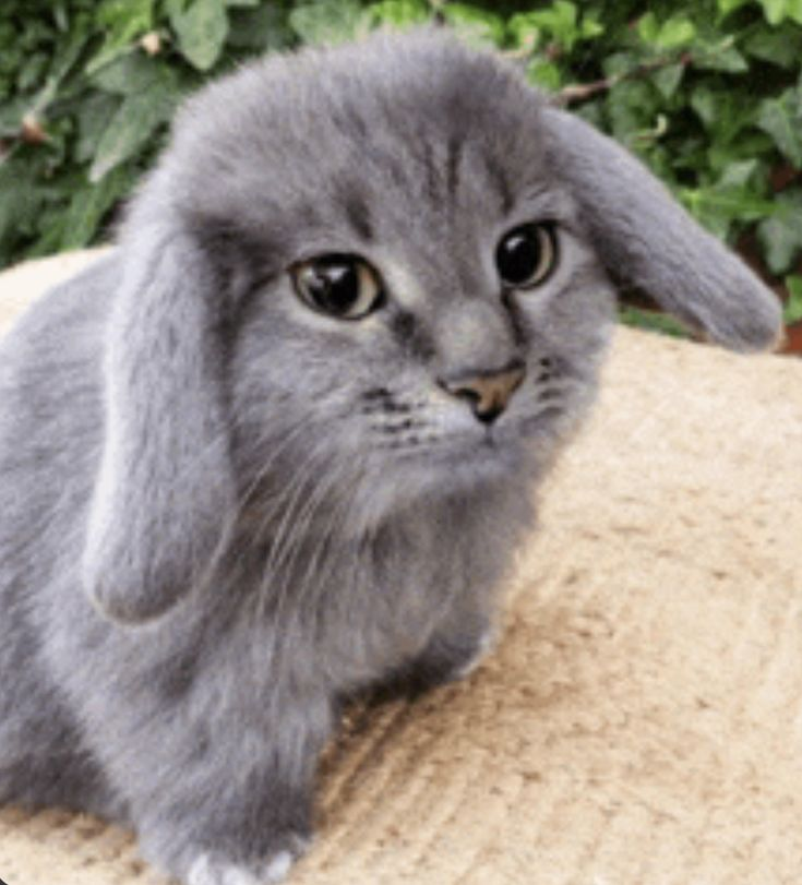 Cabbit 🐰 tweet media