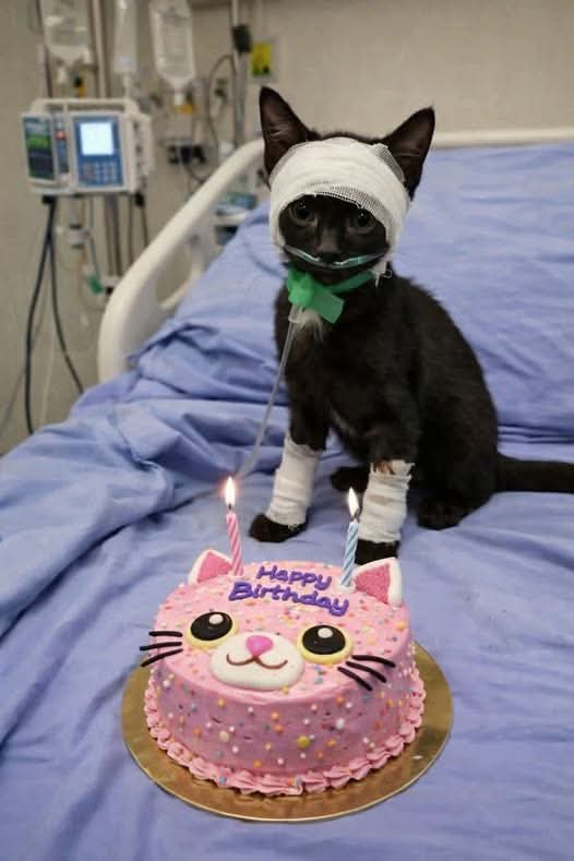 EU AMO OS ANIMAIS ♥️🐕 tweet media