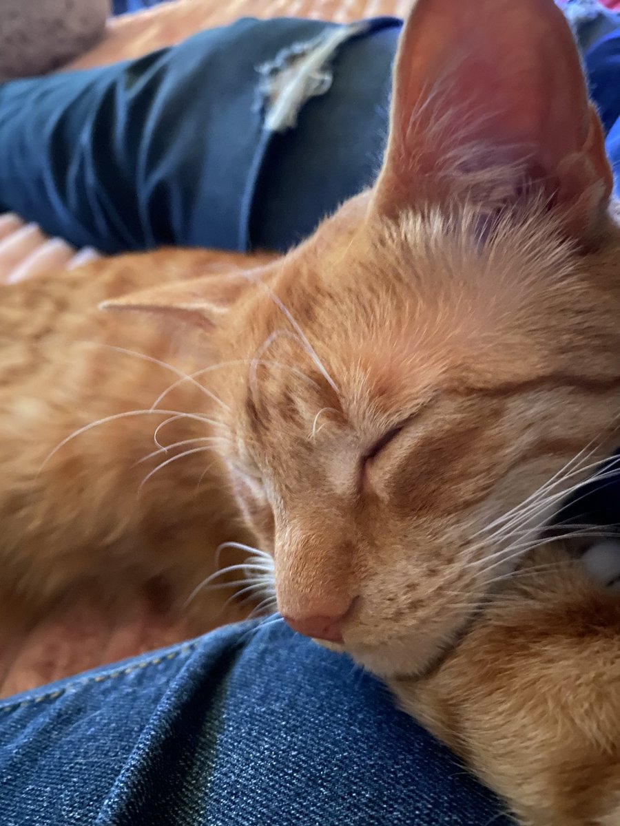 Gus in Time tweet media